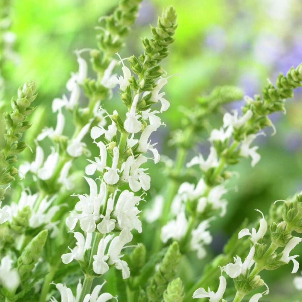 Staudesalvie 'Schneehügel'